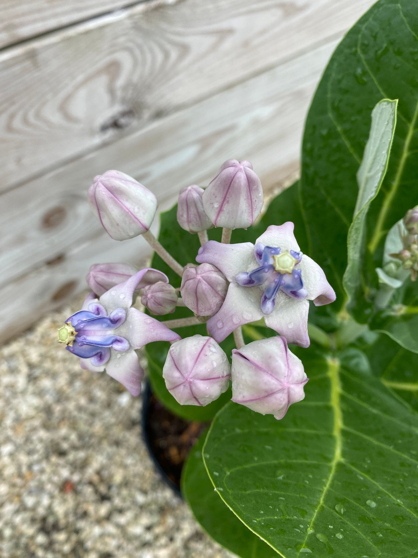 Giant Milkweed Calotropis gigantea 14” inch pot  FREE Shipping East Coast and Central States