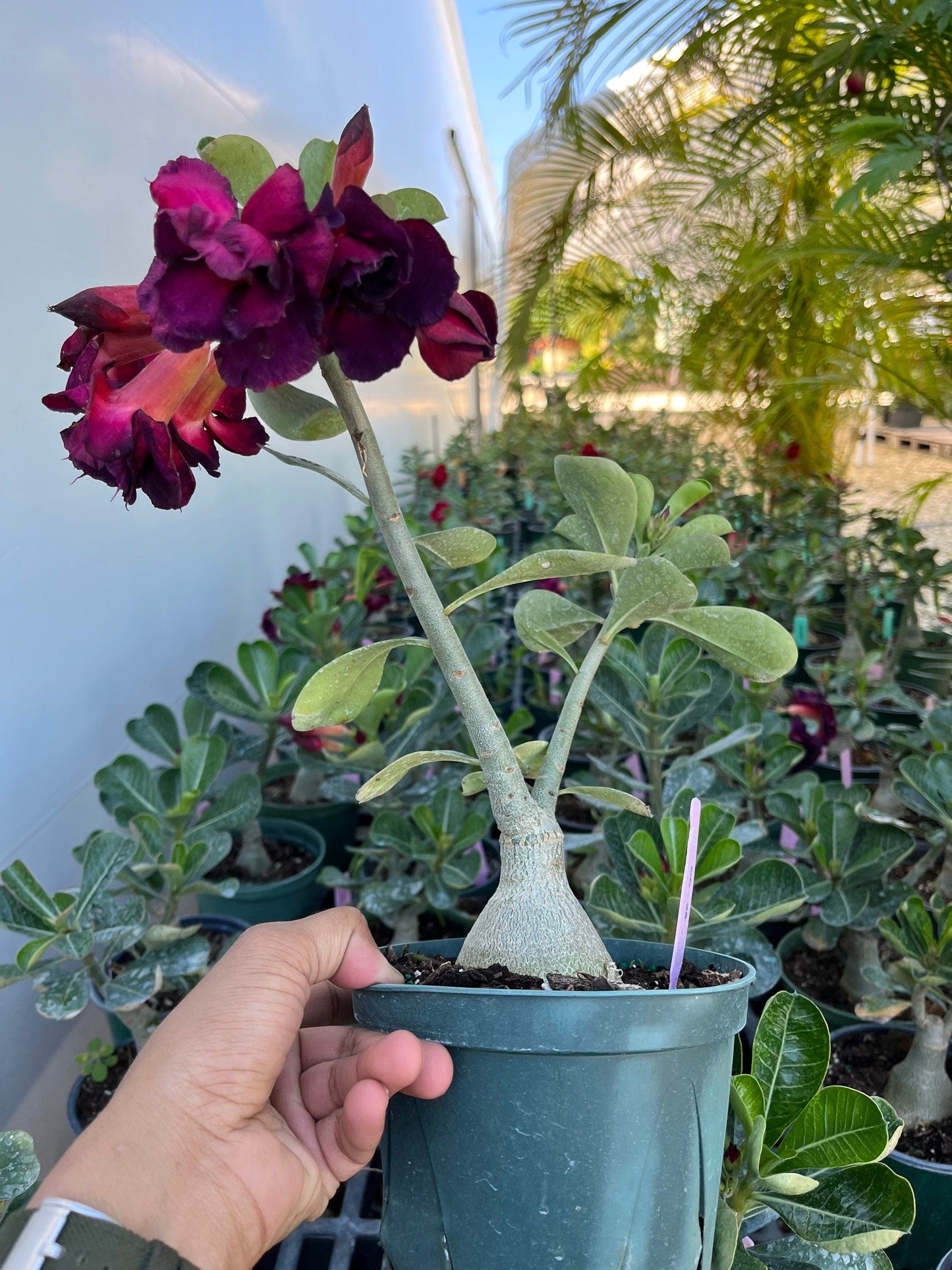 Adenium Hybrid Desert Rose Grafted CC-35 purple 6 inch pot