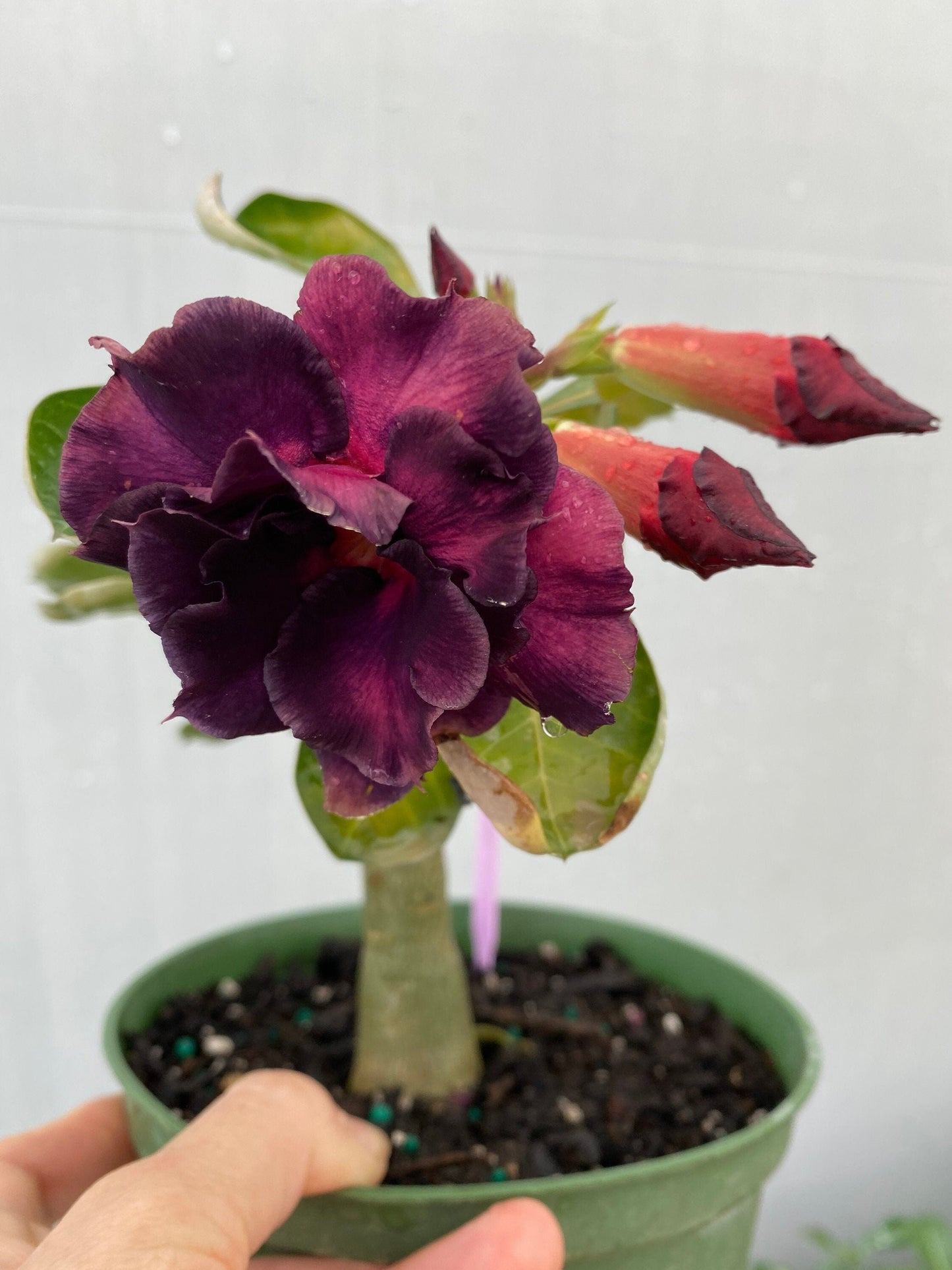 Adenium Hybrid Desert Rose Grafted CC-35 purple 6 inch pot