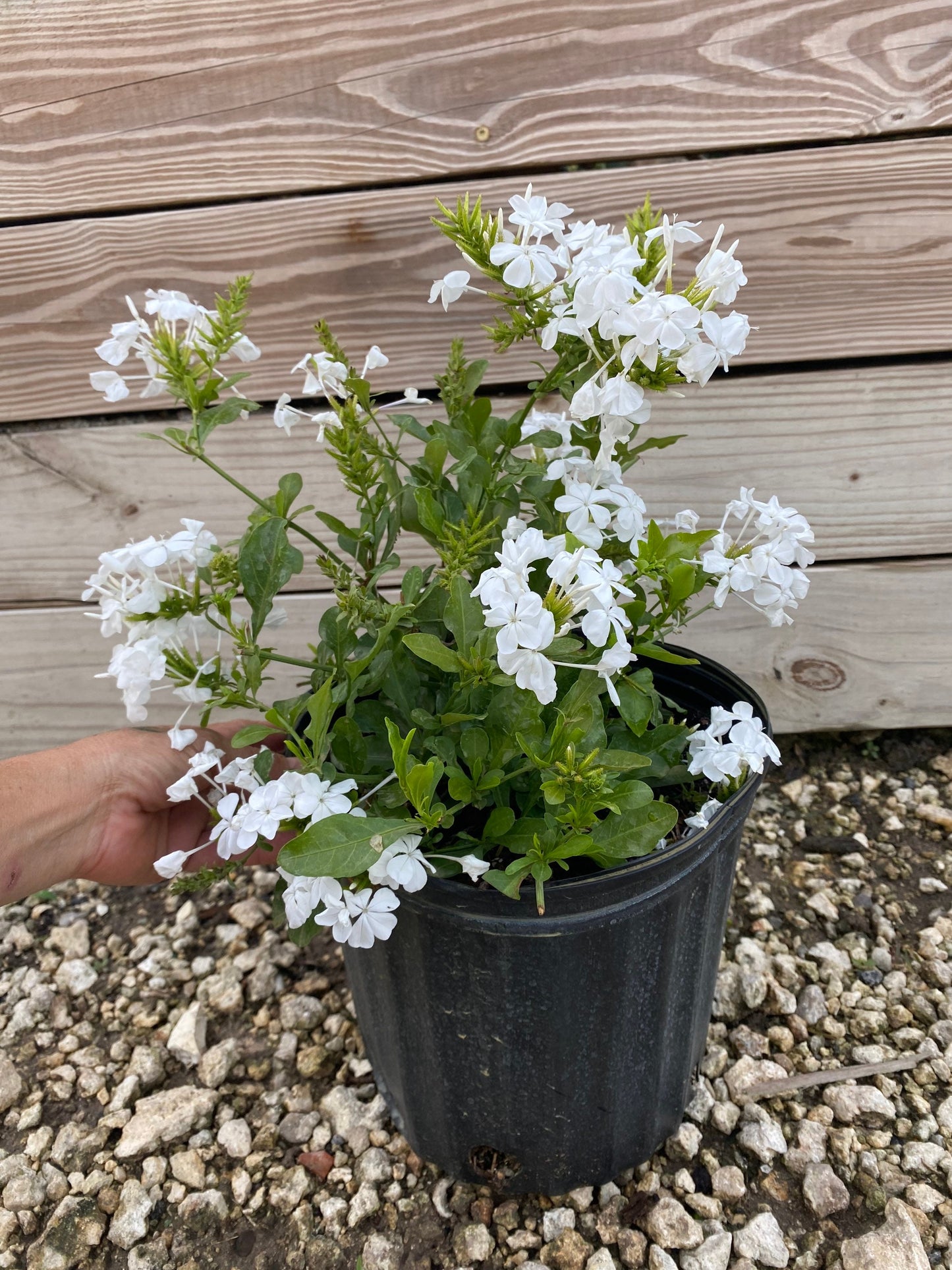 White Cape Plumbago Plumbago auriculata 10” inch pot  FREE Shipping East Coast and Central States