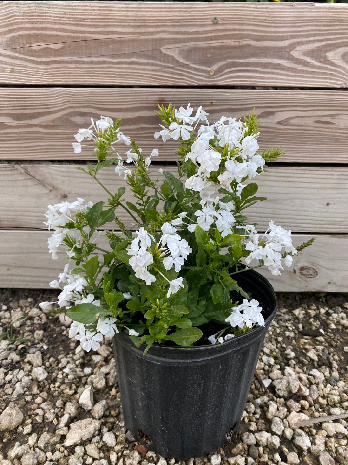 White Cape Plumbago Plumbago auriculata 10” inch pot  FREE Shipping East Coast and Central States